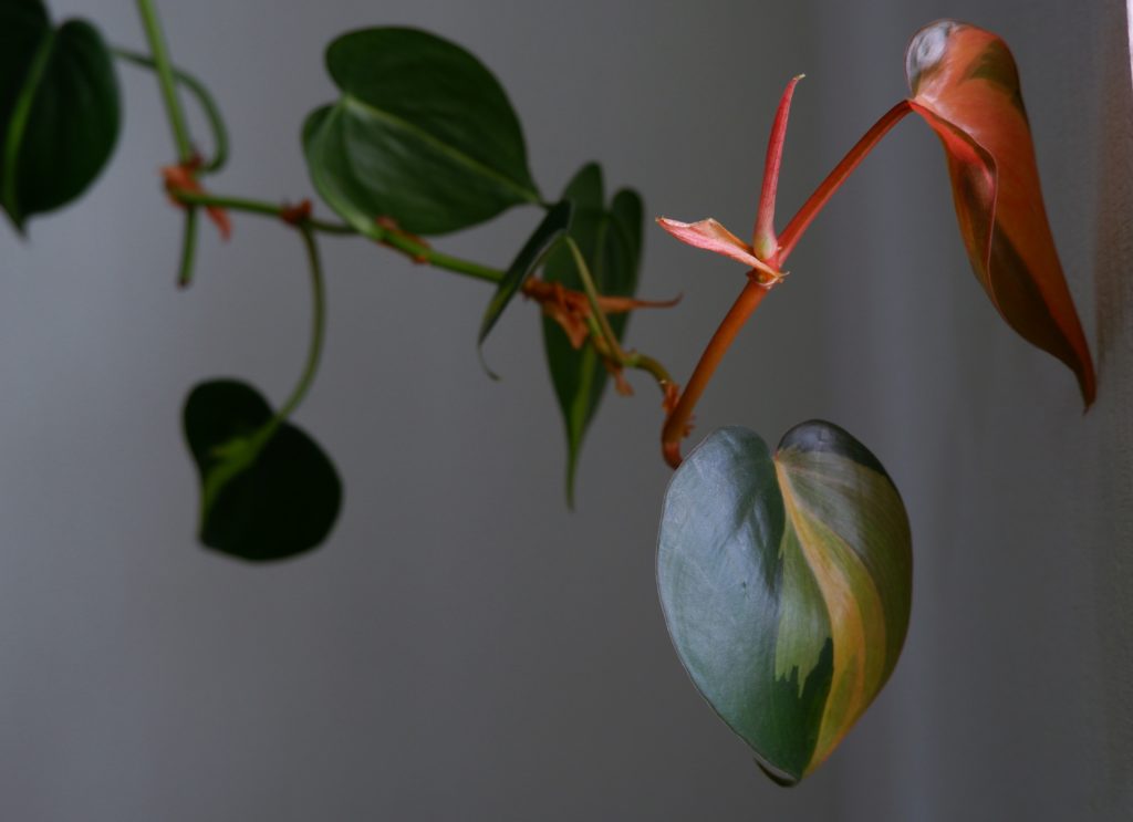 Philodendron vine and leaves