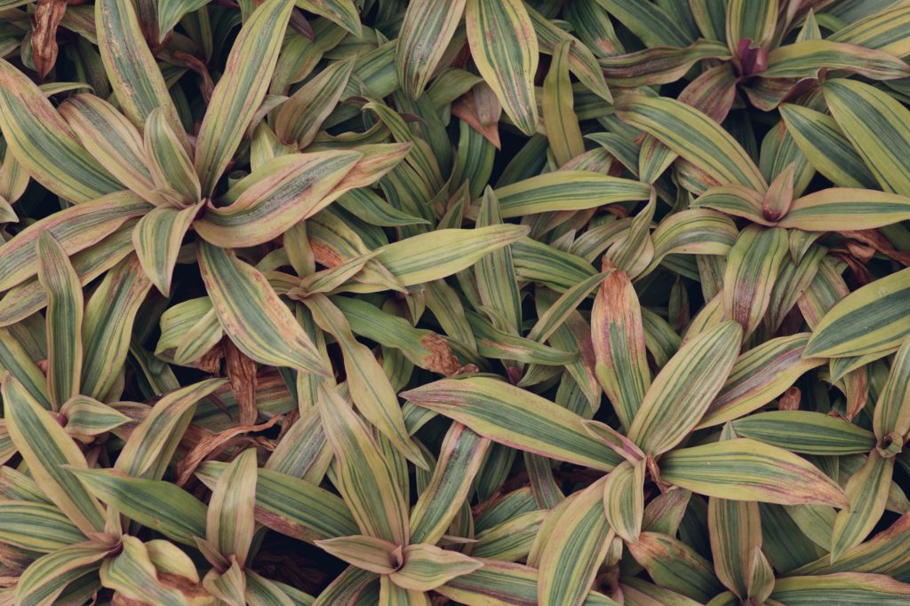 dracaena plants