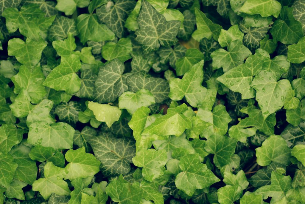 closeup of ivy vines