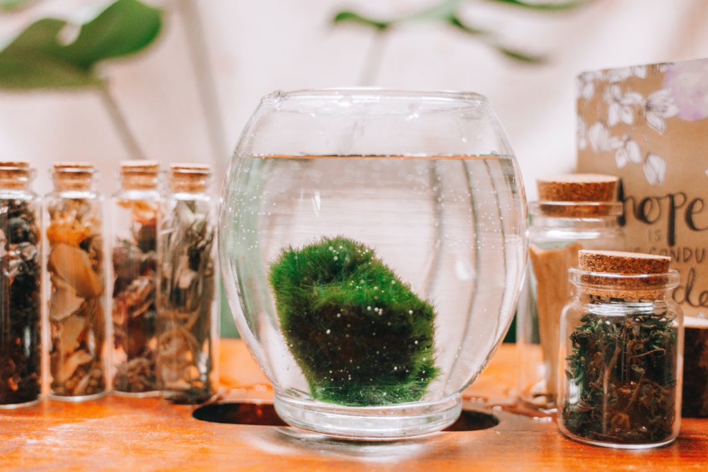 marimo ball kept in a vase is a great plant that can grow in water