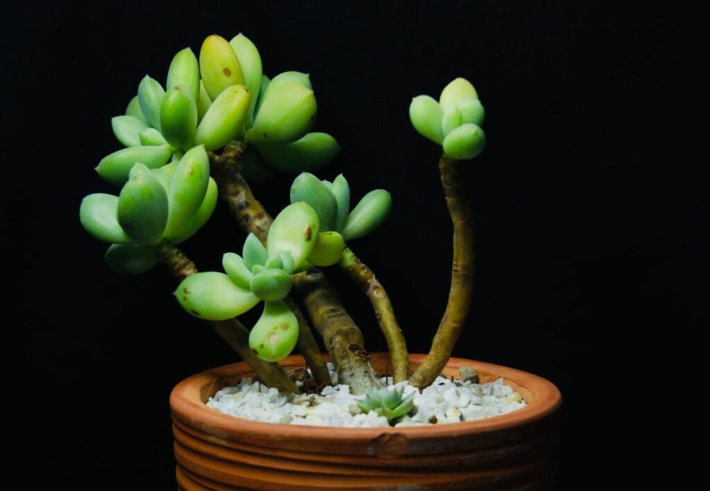 moonstone succulent in pot