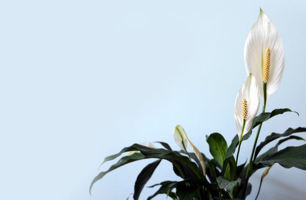 Peace lily plant in bright indirect lighting