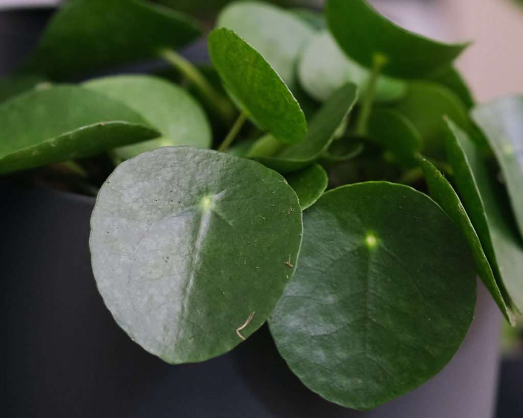 pilea leaf details