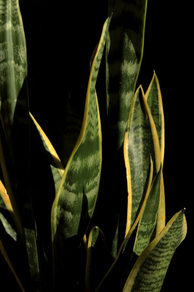 sansevieria black gold snake plant leaves in low light conidtions