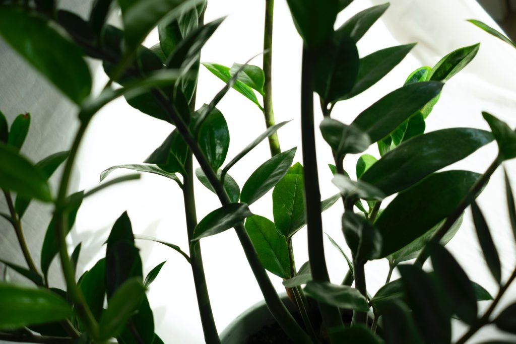 ZZ plant leaves