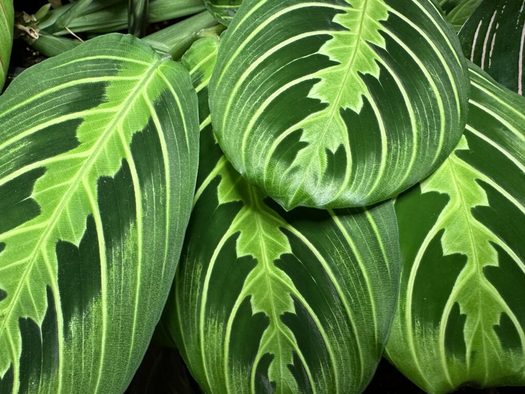 Prayer plant tropical leaves