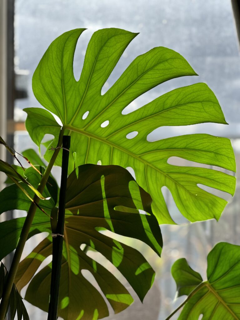 Monstera-leaves