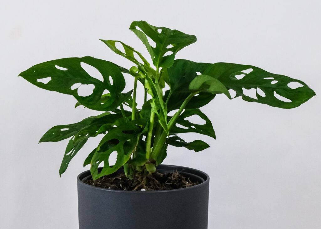 Monstera Obliqua plant in pot