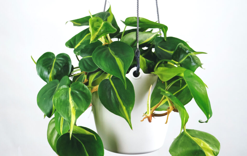 Philodendron plant in pot