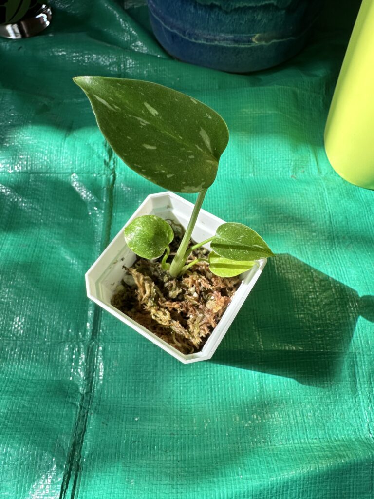 Small expensive live tissue Thai Constellation Monstera plant in grower pot