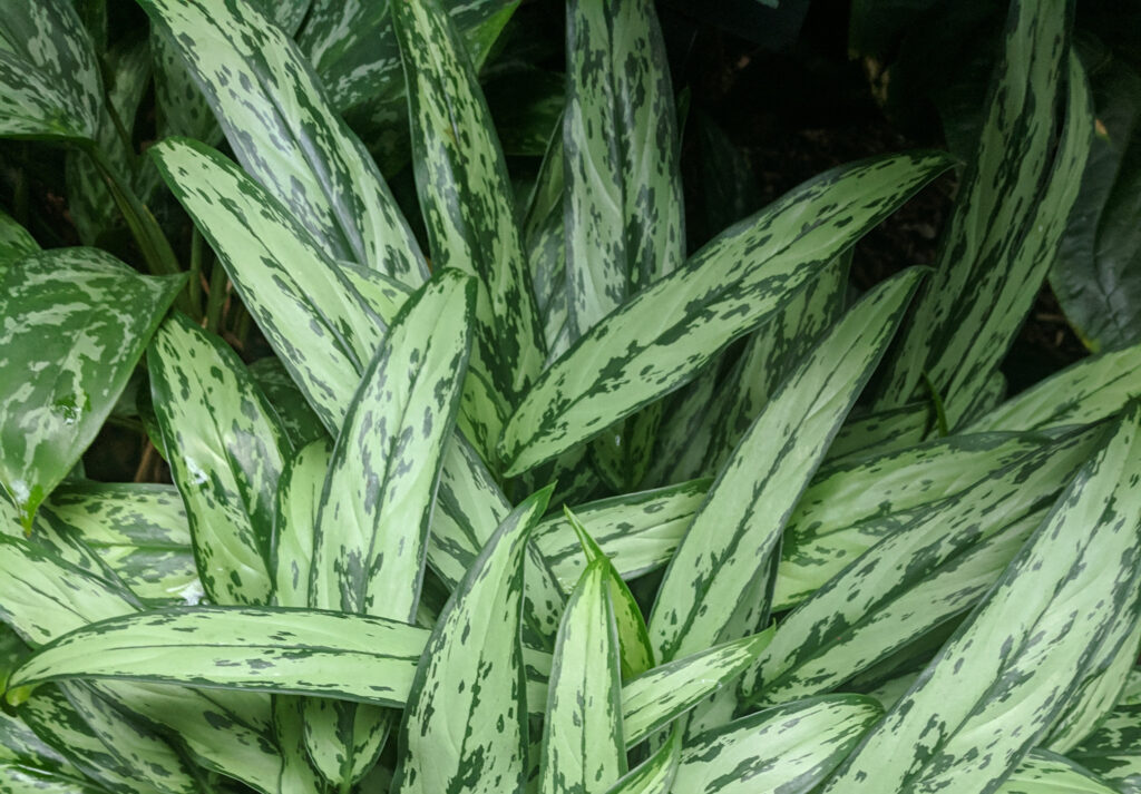 Chinese evergreen plant leaves