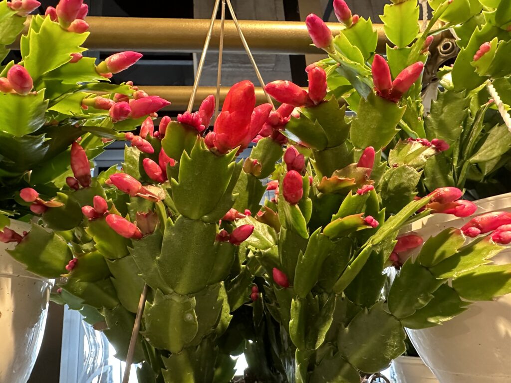 Holiday Cactus plant in hanging basket