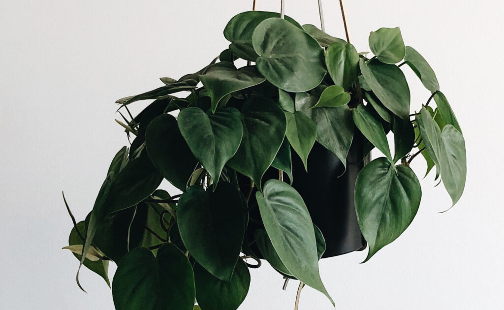 Pothos Jade in plant pot with soil