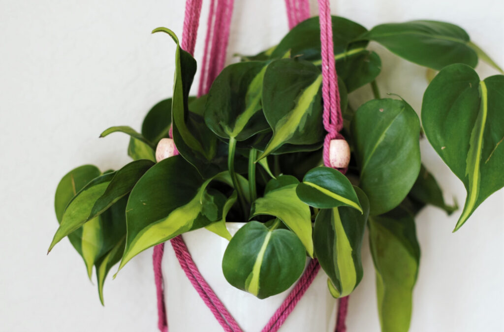 Philodendron Brasil houseplants in basket