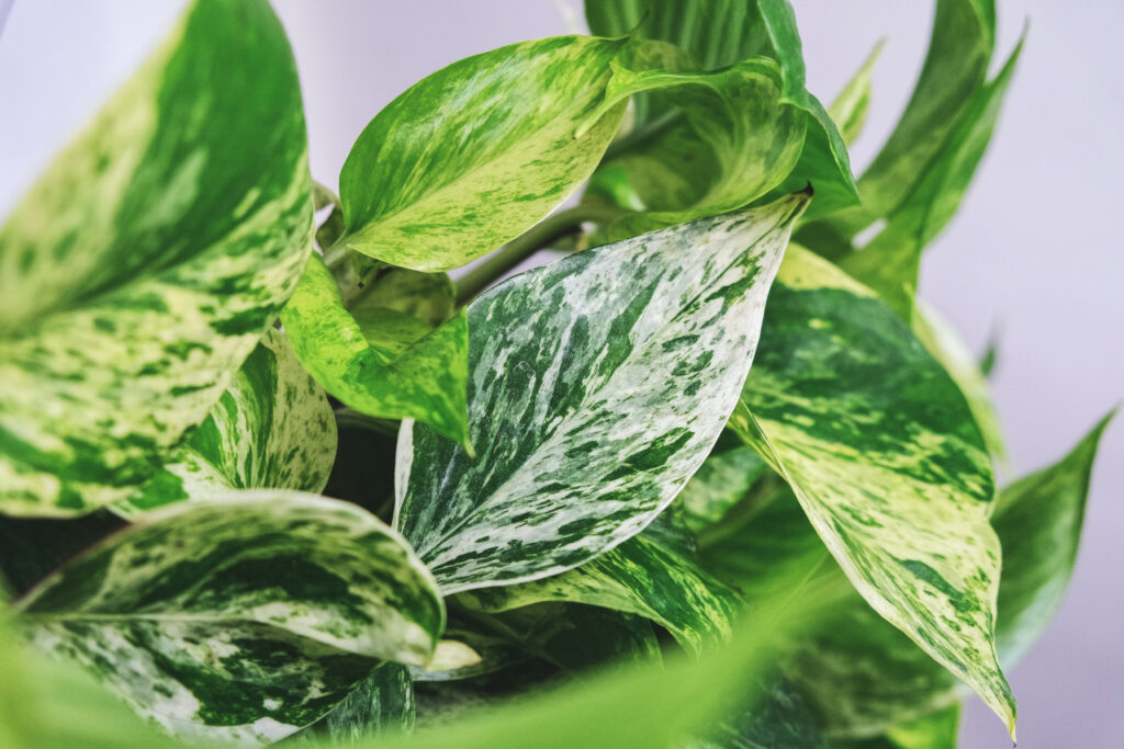Pothos with variegated leaves