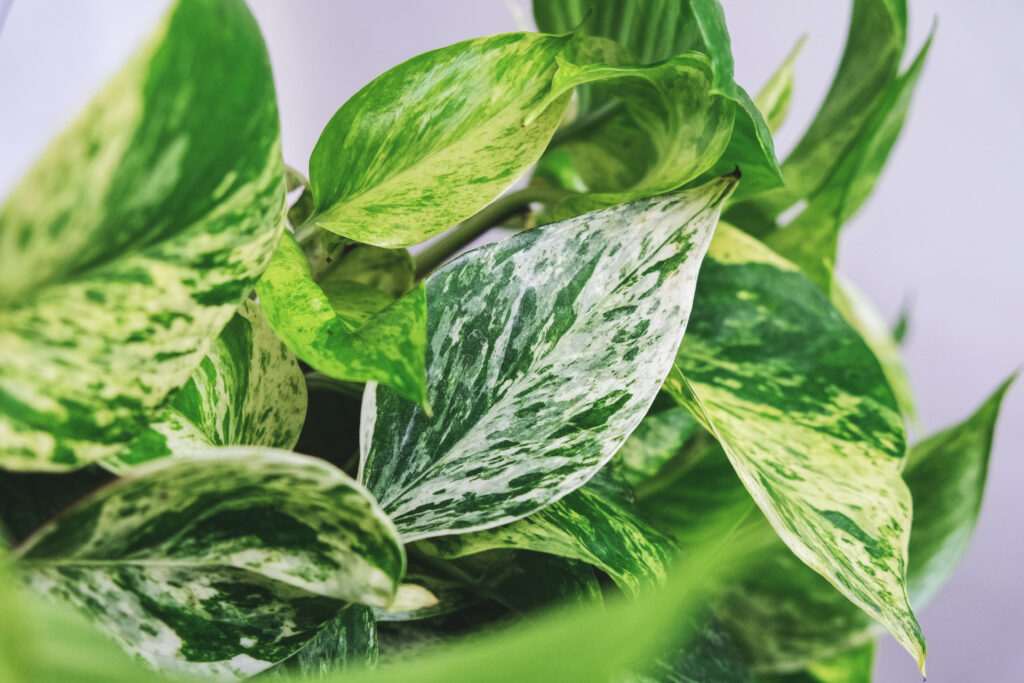 Pothos marble queen is a great hanging plant