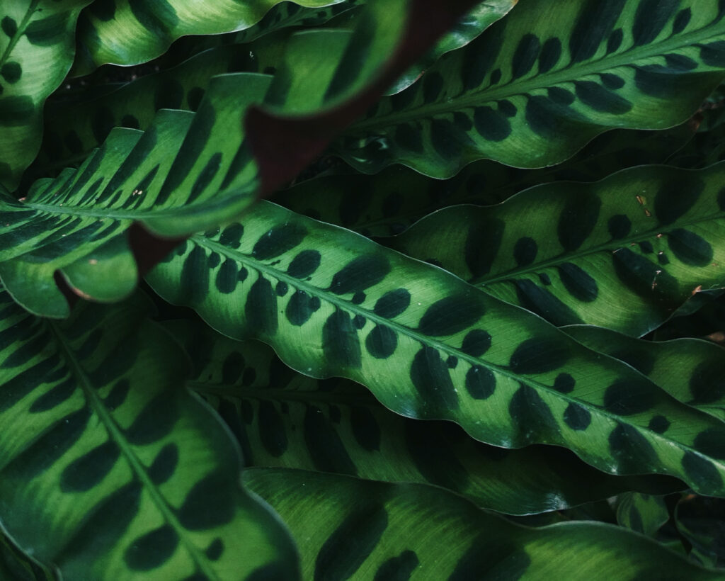 Calathea Rattlesnake plant leaf details