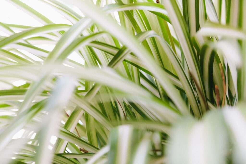Spider Plants with leaf closeup 
