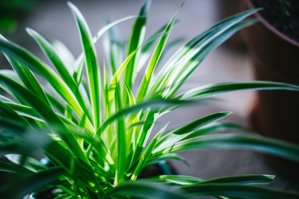 reverse spider plant known for fast plant growth