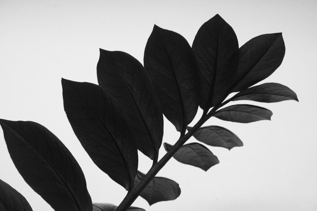 Small houseplants - Raven ZZ Plant leaf