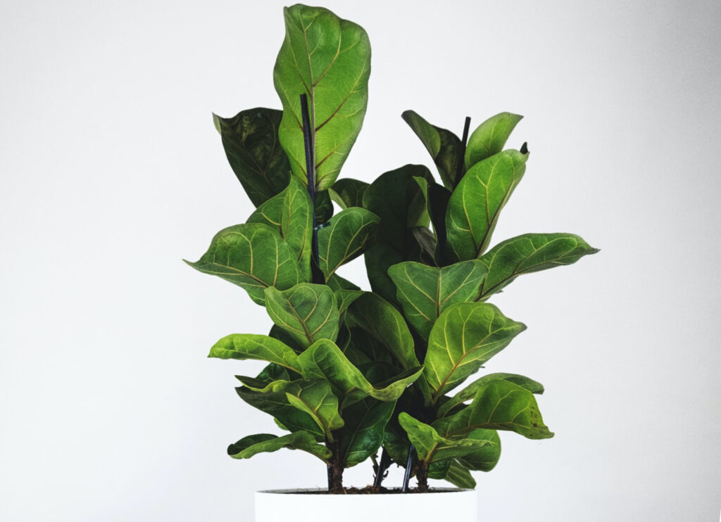 Fiddle Leaf Fig Houseplant
