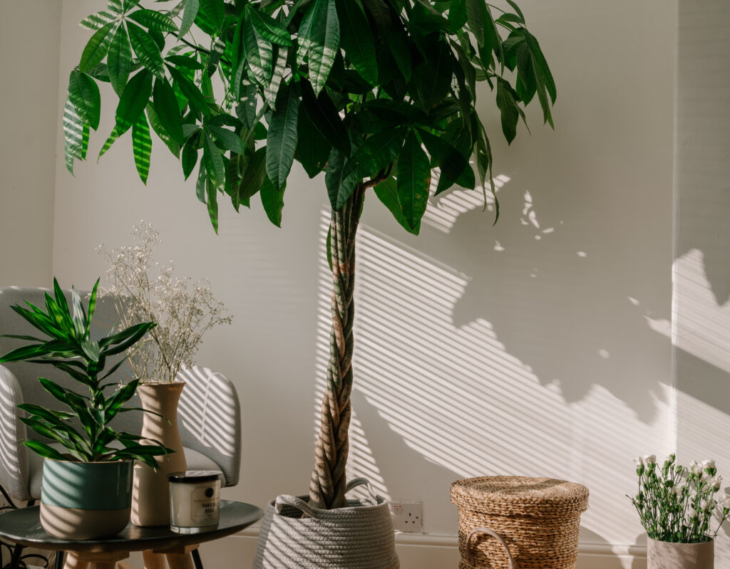 Bonsai Money Tree