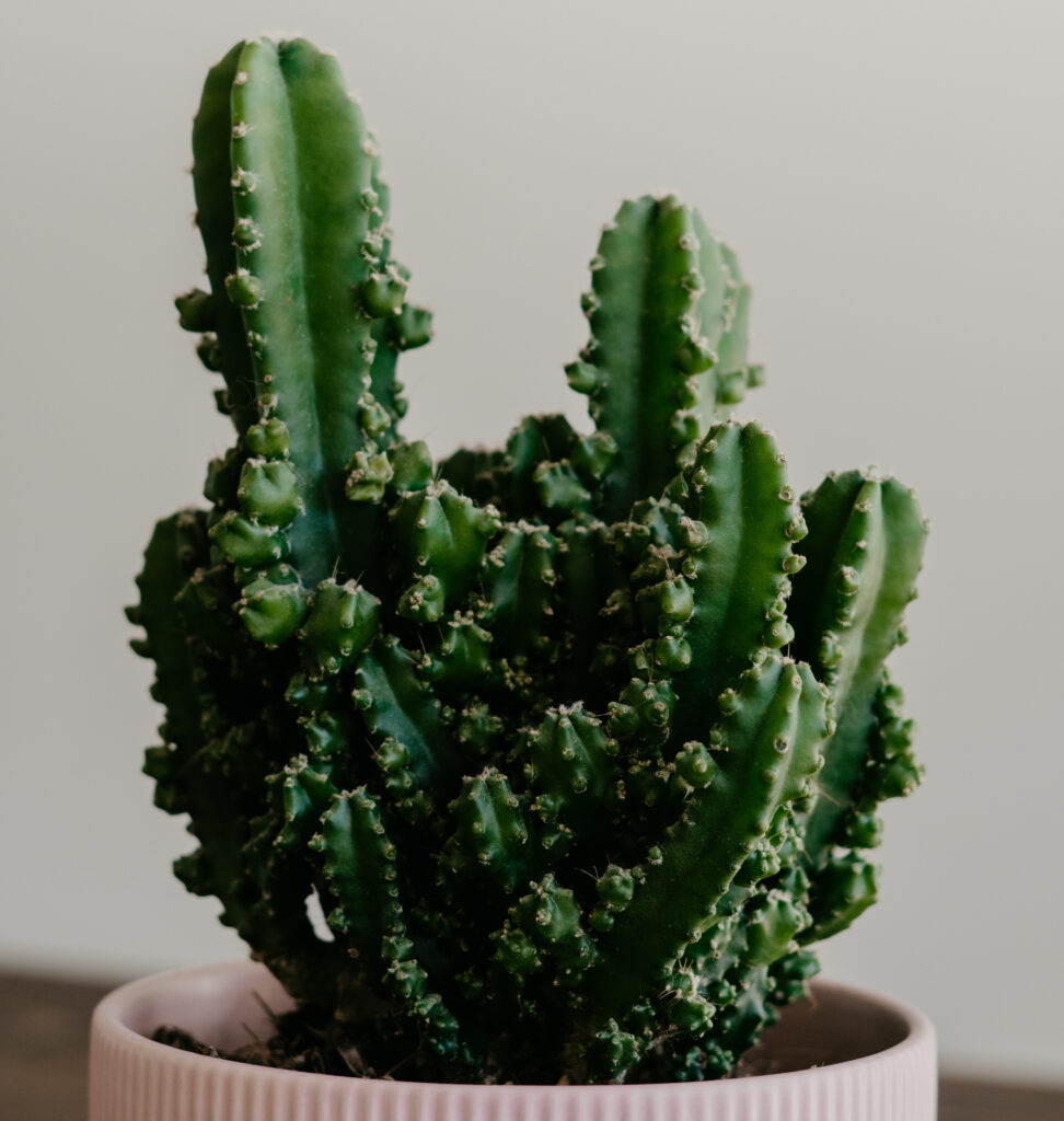 Fairy Castle Cactus as small houseplants