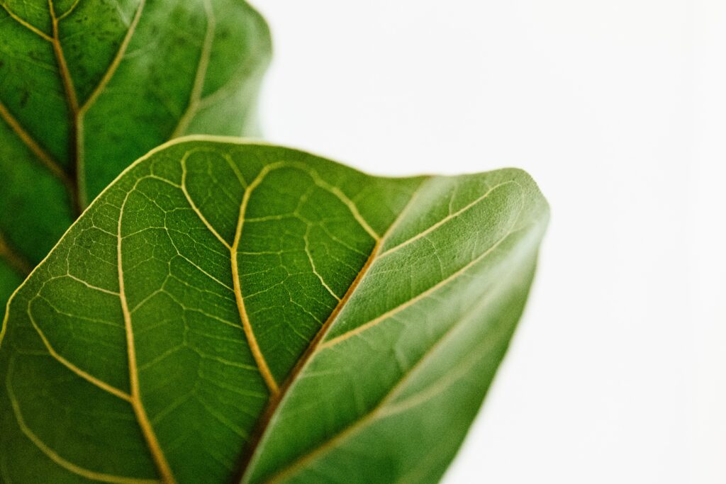 Fiddle leaf fig leaf detail