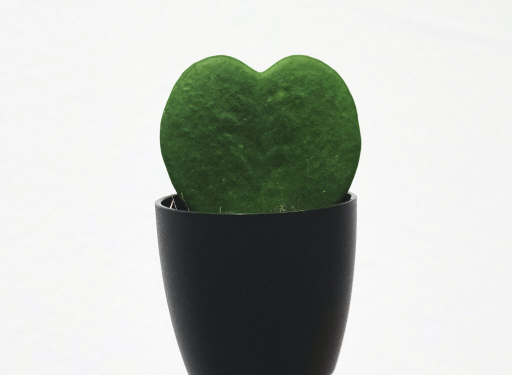 Hoya Sweetheart plant in pot