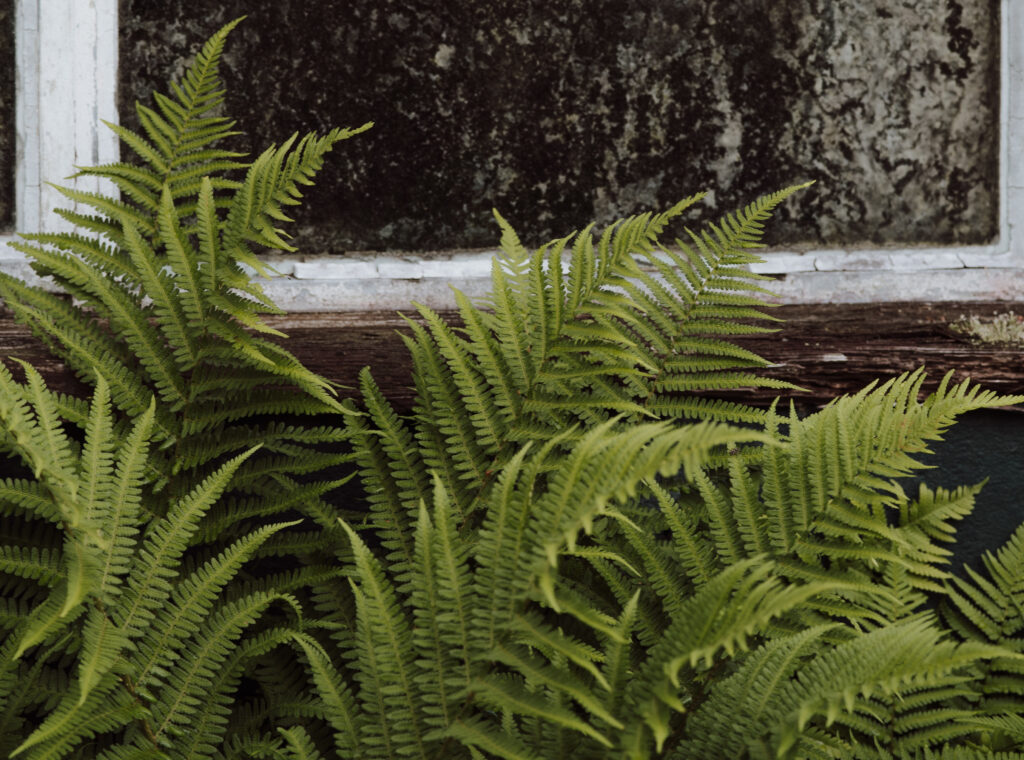 Korean Rock Fern Plant