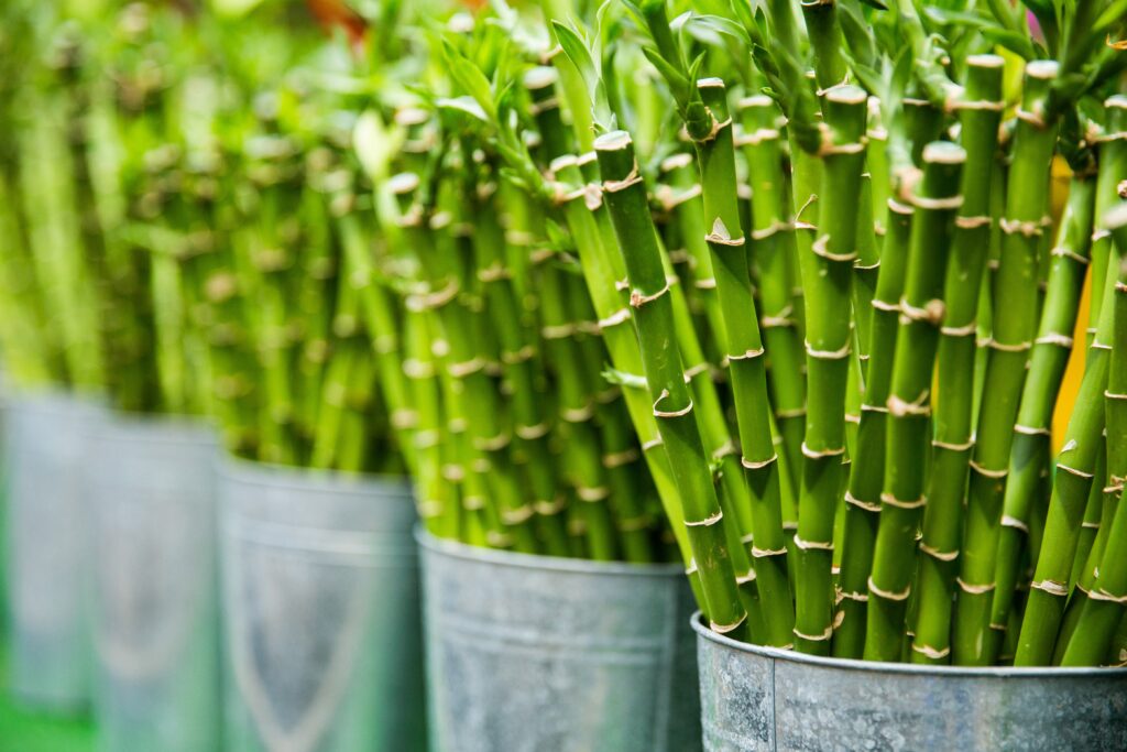 Lucky Bamboo Dracaena sanderiana plants in vases