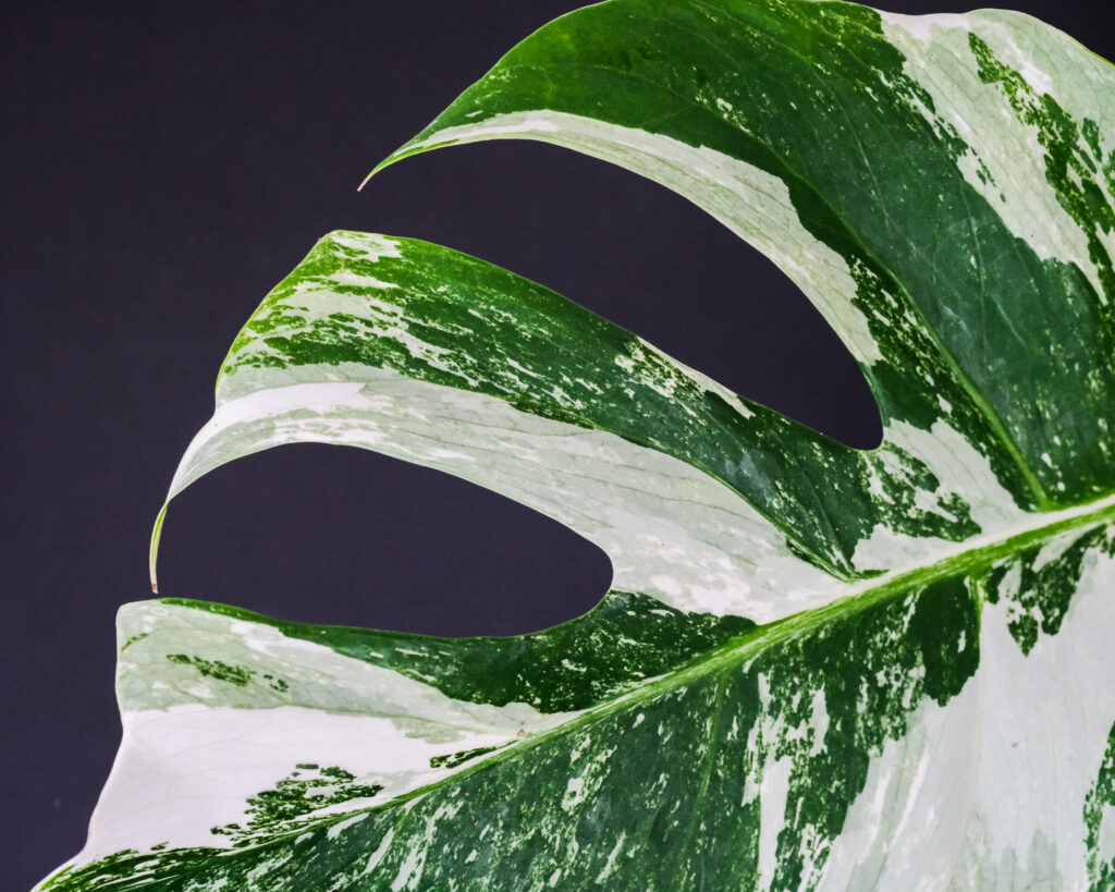 Monstera Albo leaf has different water needs vs. all-green Deliciosa