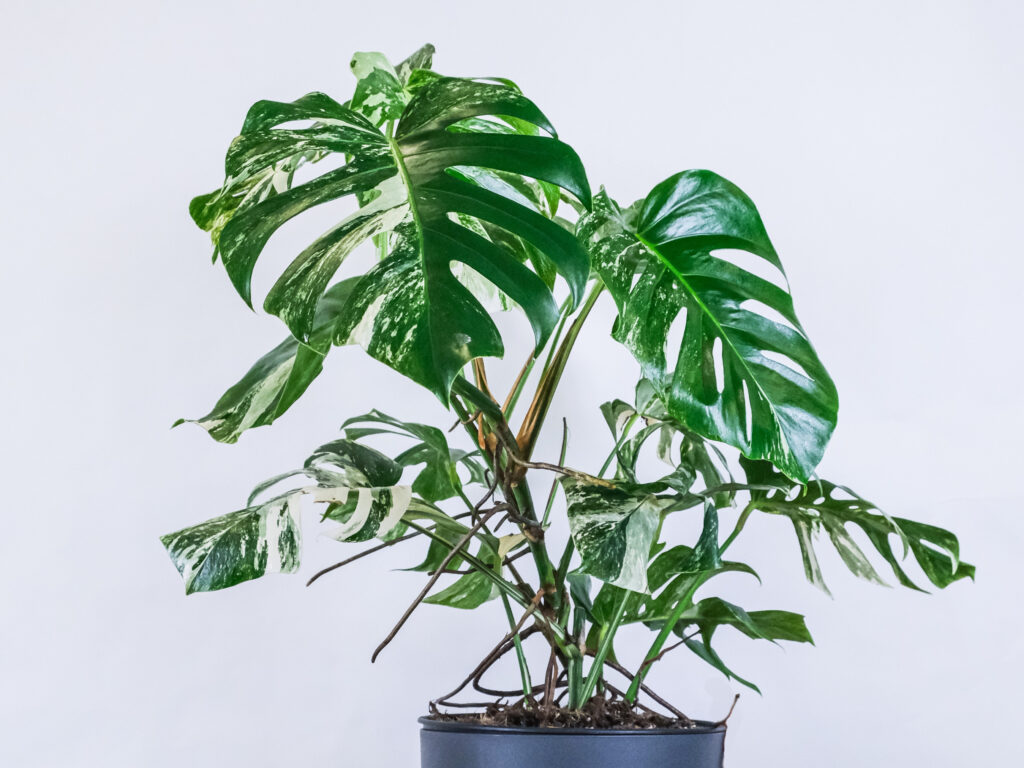 Monstera in pot with soil