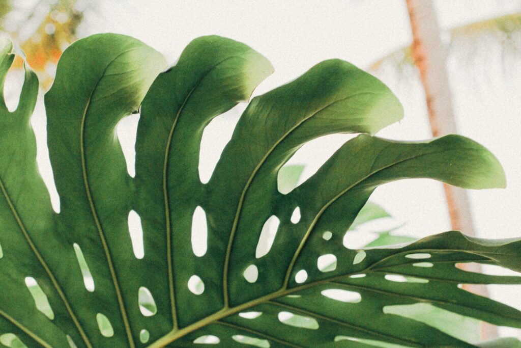 Healthy Monstera leaf