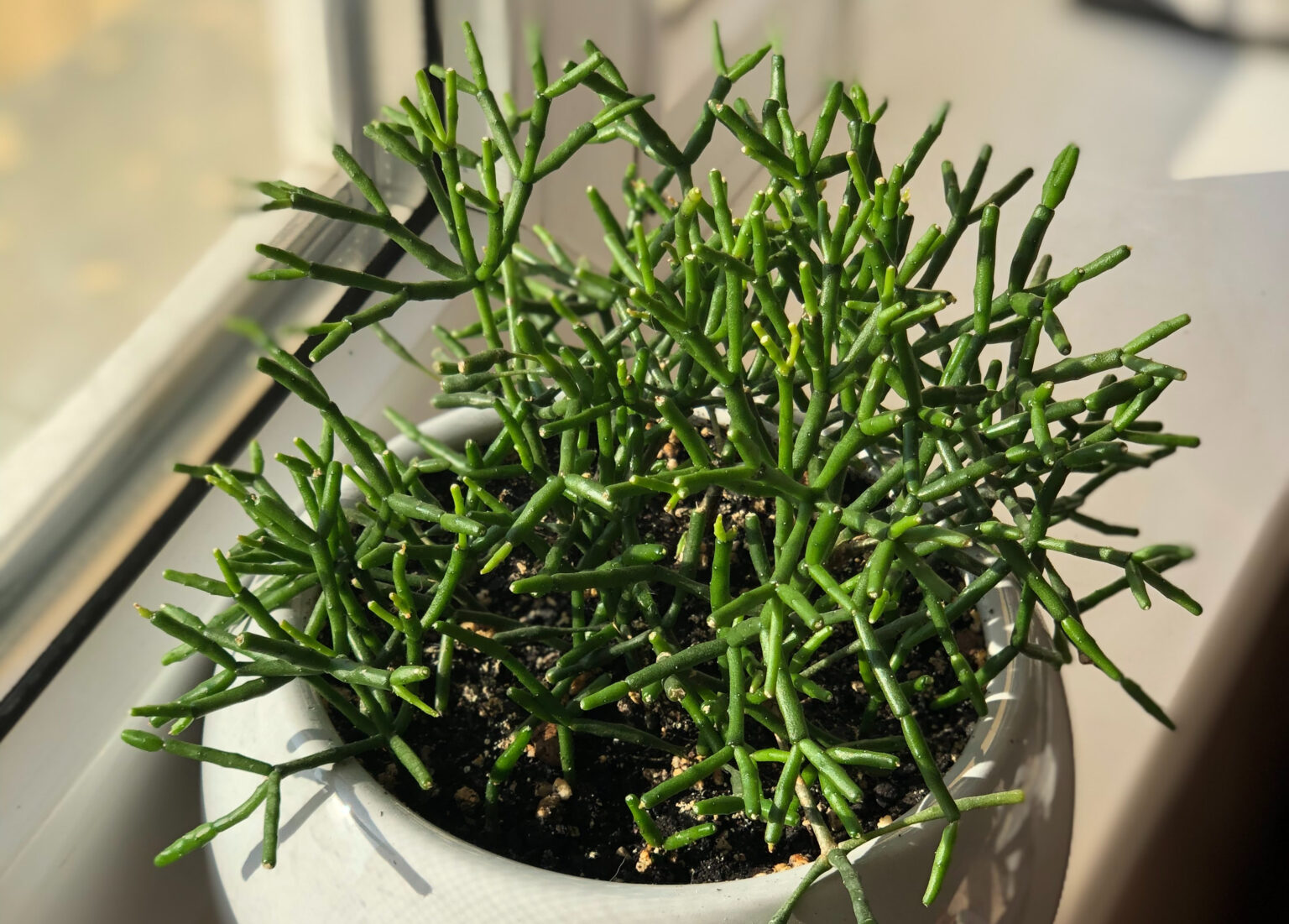 Pencil Cactus Care Your Ultimate Guide to Thrive