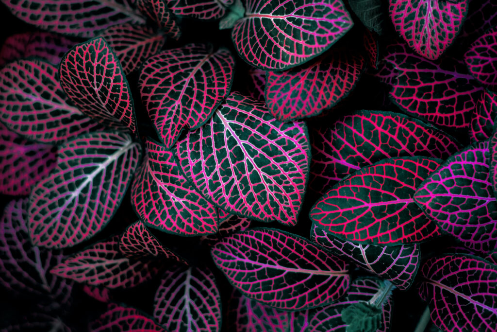 Red Nerve Plant leaves