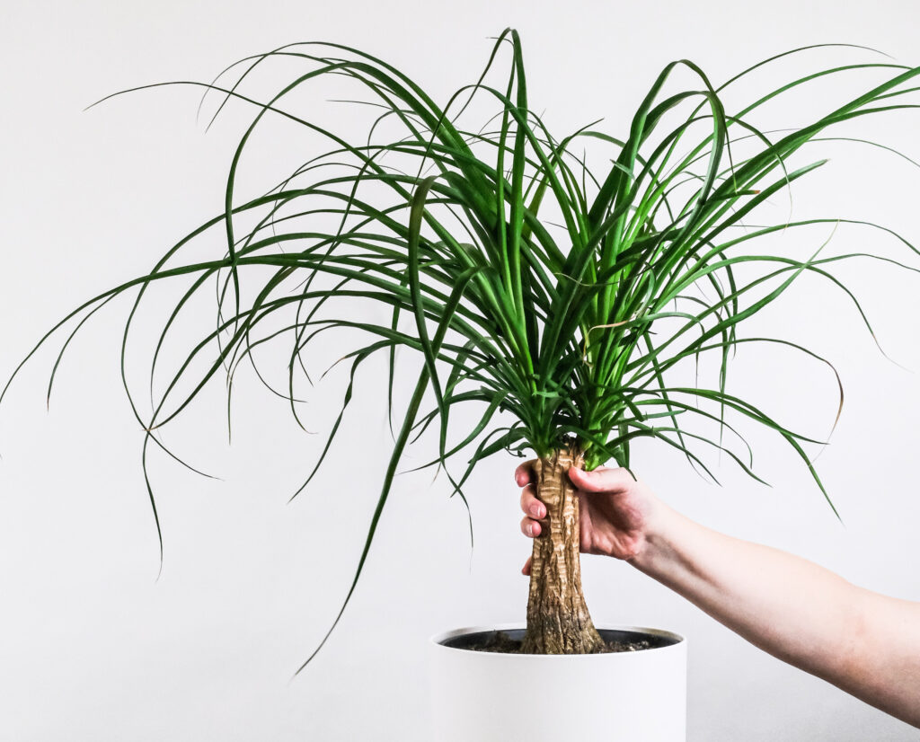 Ponytail palm in pot.