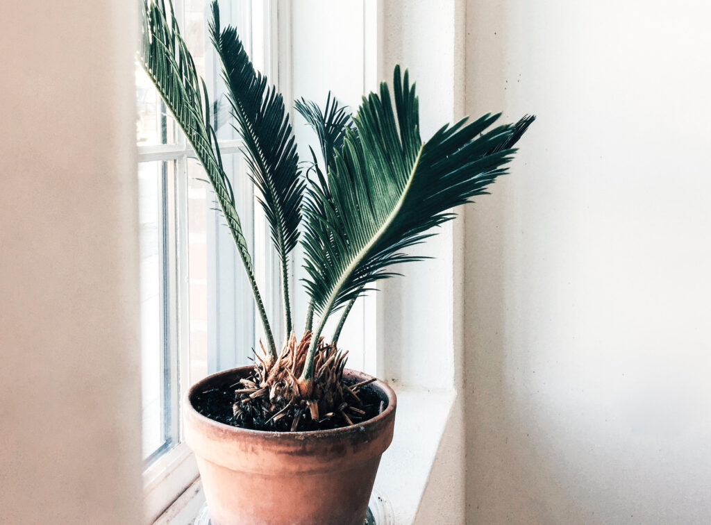 Sago palm in pot