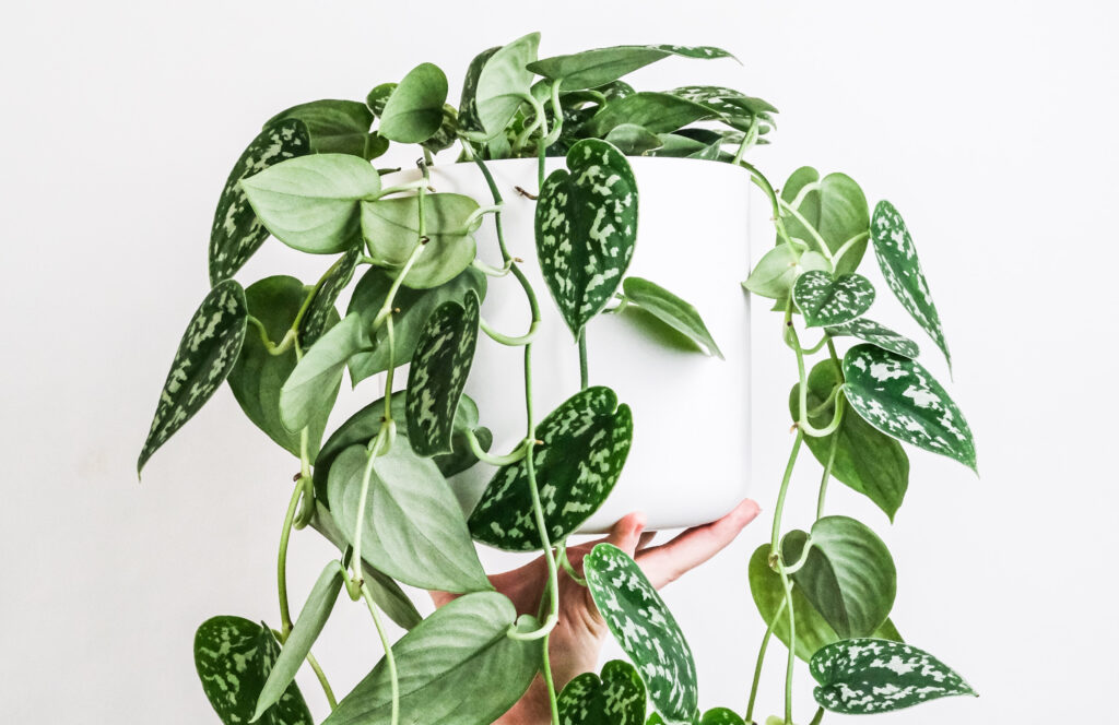 Satin Pothos Plant