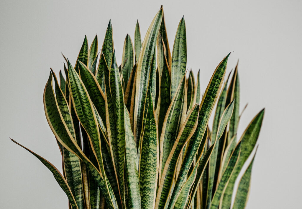 Snake Plants make great face planter plants due to their leaf shapes
