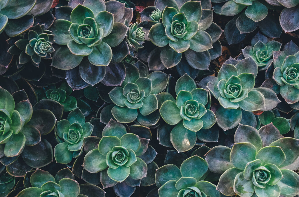 Succulent plant wall