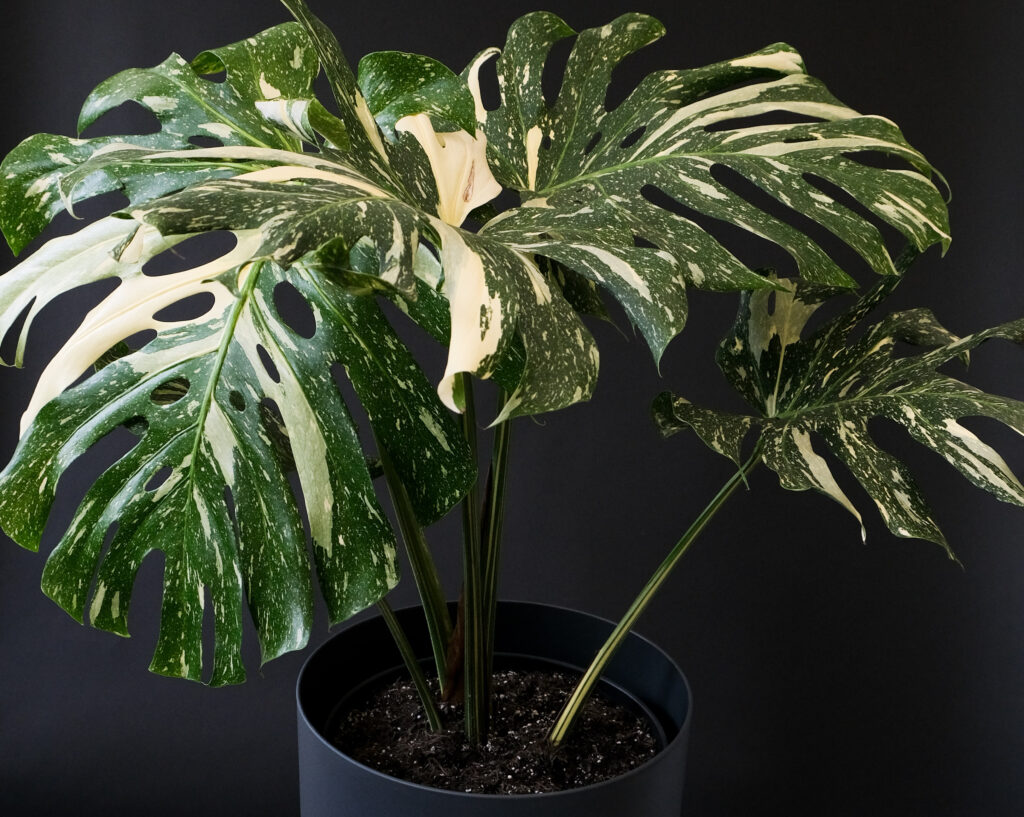 Rare and expensive Thai Constellation Monstera leaves