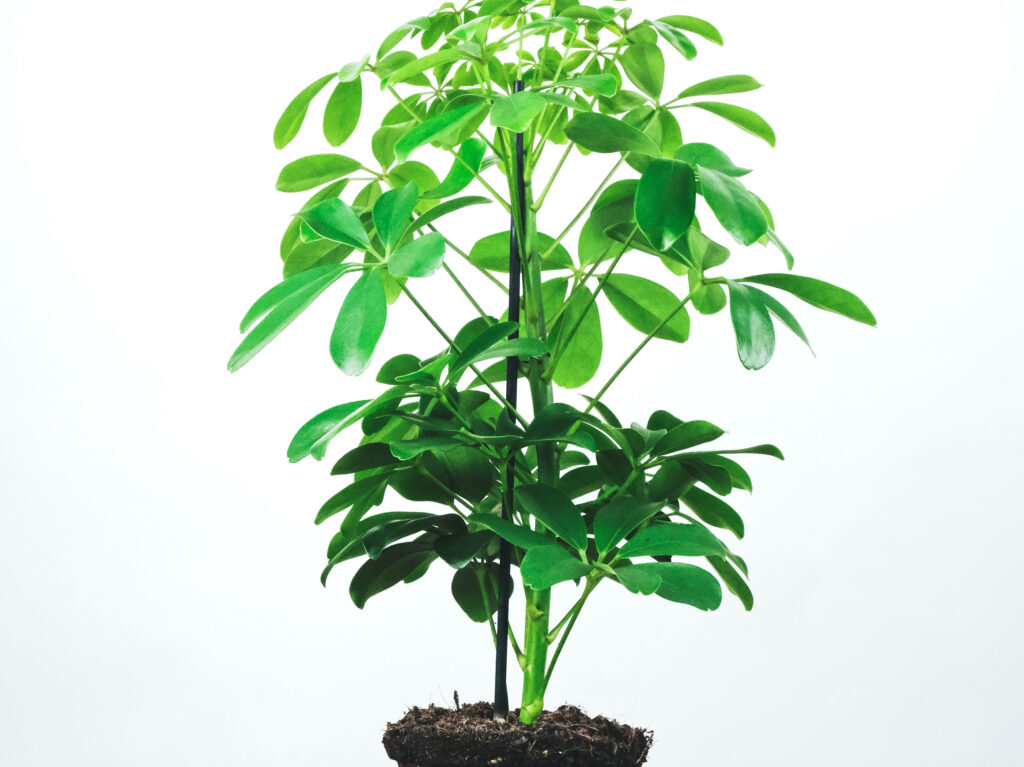 Umbrella plant in pot