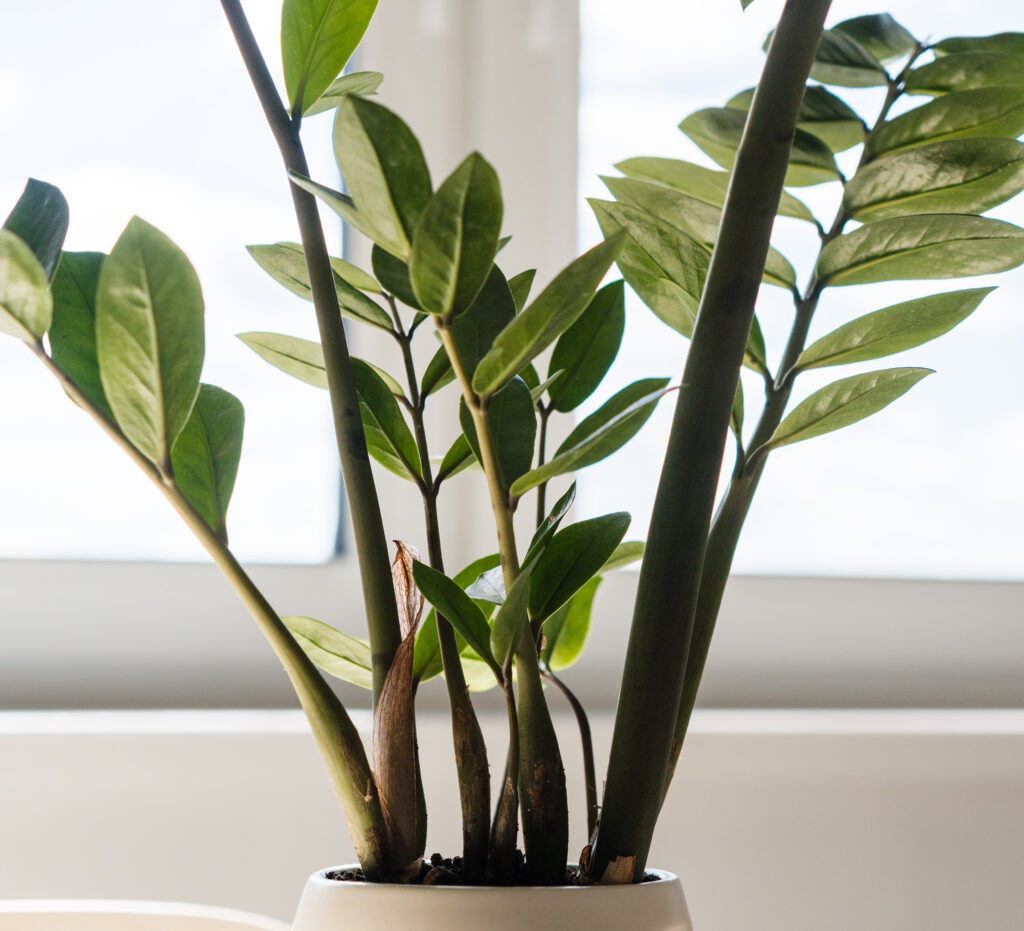 ZZ Plant in bright indirect light near windowsill