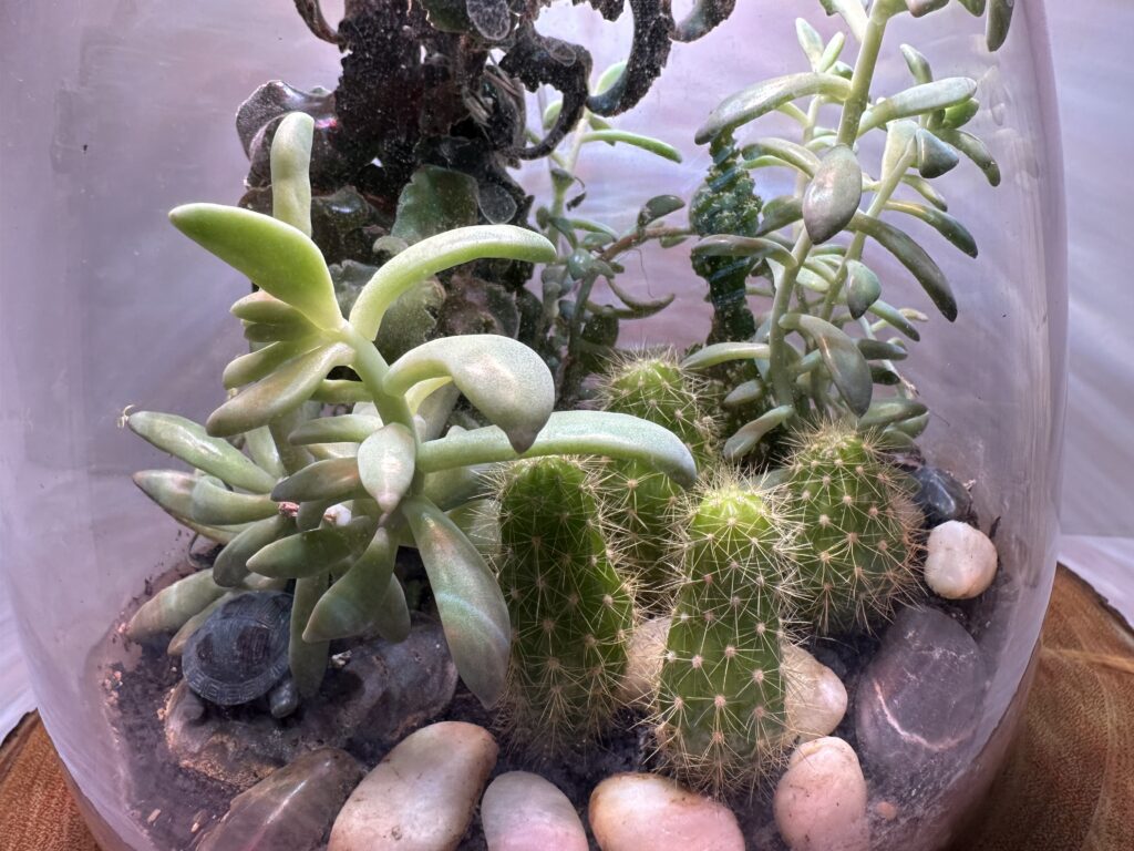 Desert Terrarium with cacti and succulents