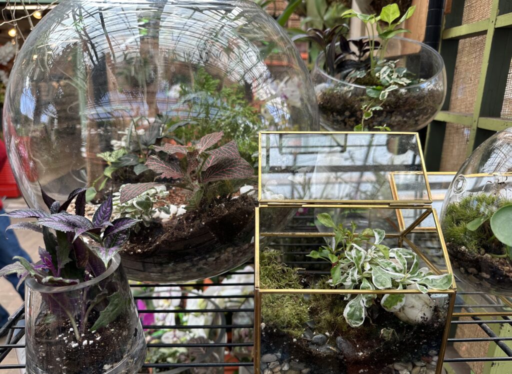 Group of Tropical Terrariums