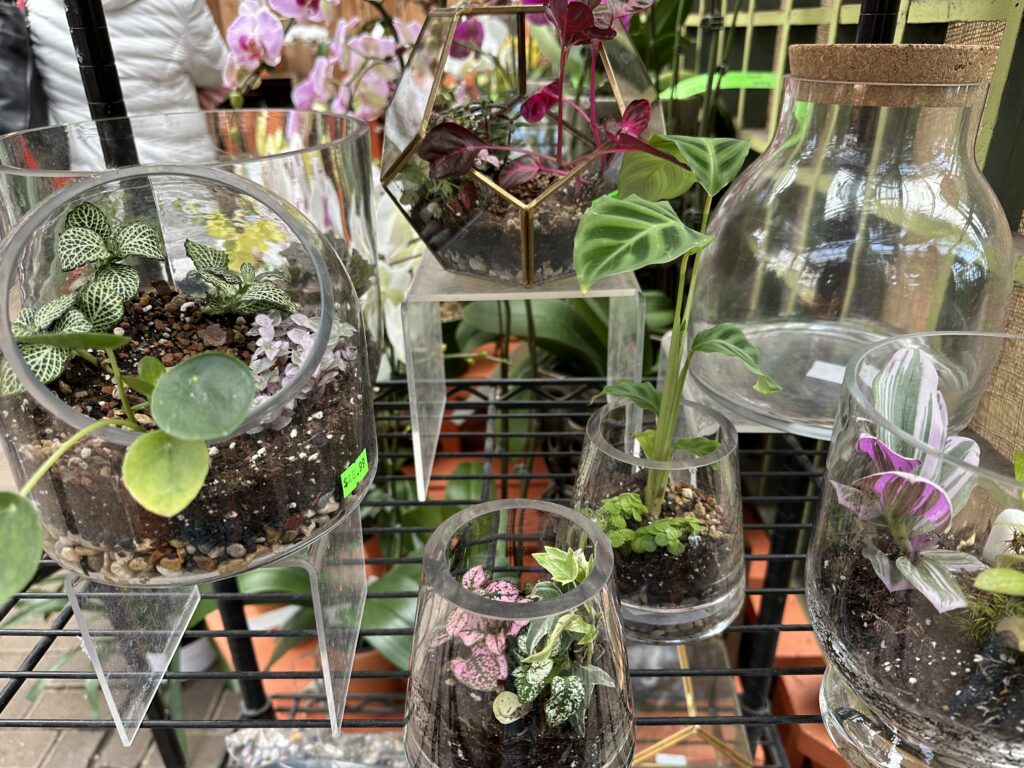 group of terrarium containers with tropical plants inside