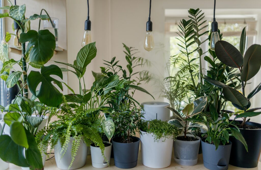 houseplants ready for patio weather