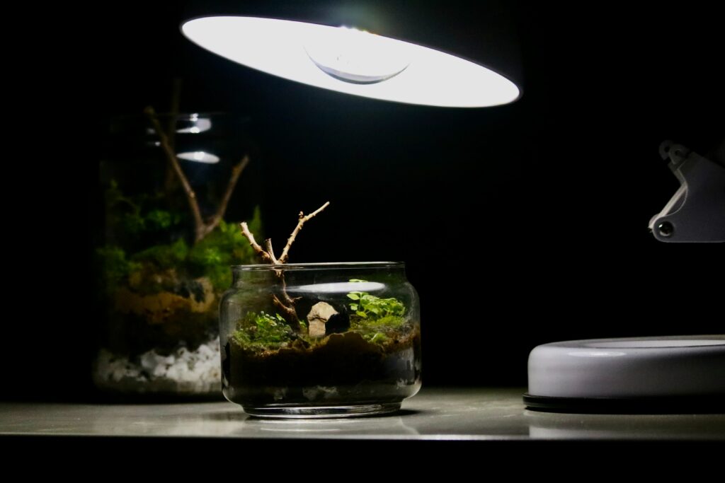 Very dark room with light for terrarium plants
