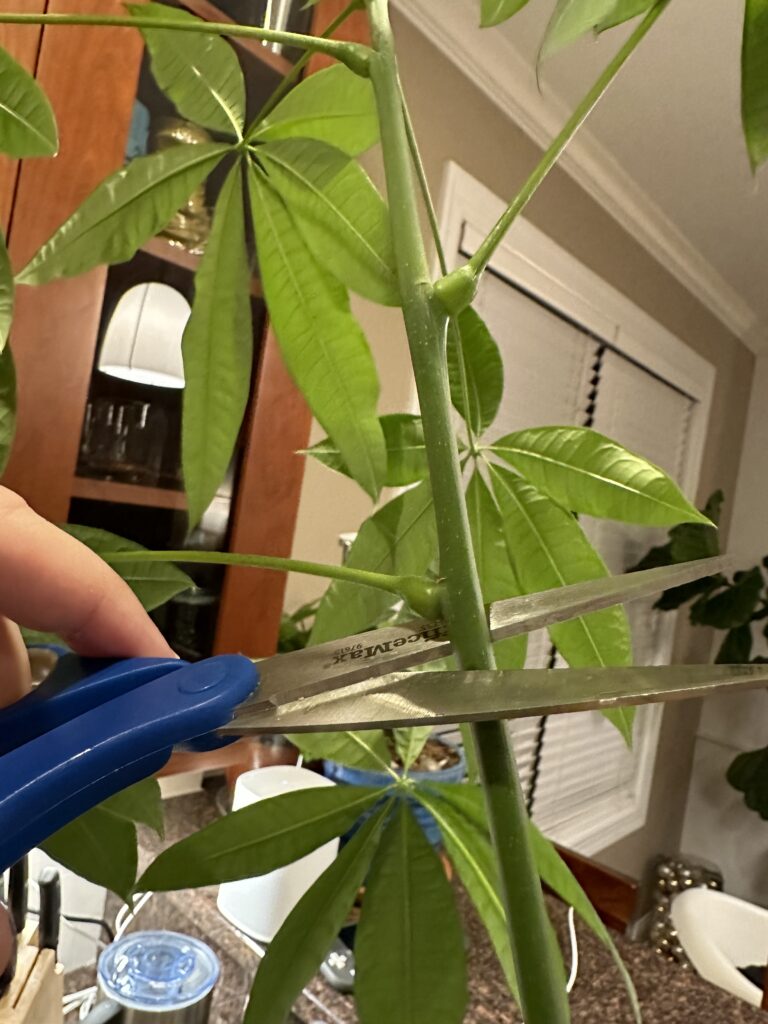 Using shears to remove Money Tree cutting